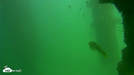 Scripps Pier Underwater Live Webcam - Sep 18, 2026, 2:50pm PDT
