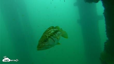 Scripps Pier Underwater Live Webcam - Sep 24, 2026, 8:53am PDT