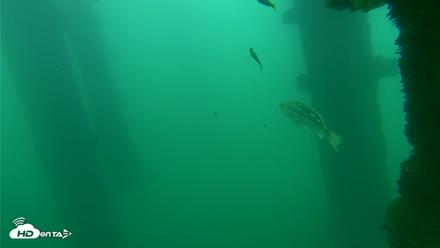 Scripps Pier Underwater Live Webcam - Oct 10, 2026, 2:49pm PDT