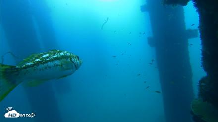 Scripps Pier Underwater Live Webcam - Sep 19, 2026, 9:07am PDT
