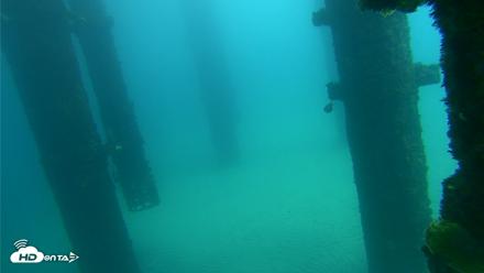 Scripps Pier Underwater Live Webcam - Sep 24, 2026, 1:17pm PDT