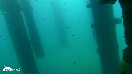 Scripps Pier Underwater Live Webcam - Sep 17, 2026, 7:43am PDT