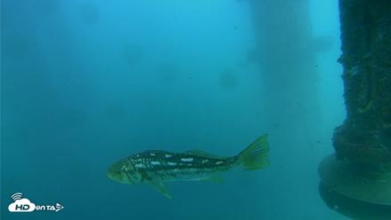 Scripps Pier Underwater Live Webcam - Jul 27, 2026, 4:01pm PDT