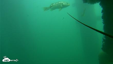 Scripps Pier Underwater Live Webcam - Oct 23, 2026, 1:03pm PDT