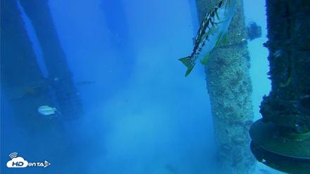 Scripps Pier Underwater Live Webcam - Jul 29, 2026, 5:52pm PDT