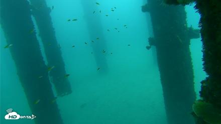 Scripps Pier Underwater Live Webcam - Oct 8, 2026, 7:58am PDT