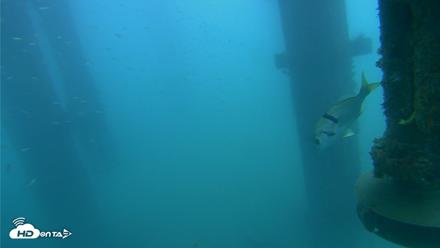 Scripps Pier Underwater Live Webcam - Aug 3, 2026, 8:31am PDT
