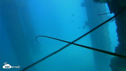 Scripps Pier Underwater Live Webcam - Oct 14, 2026, 2:31pm PDT