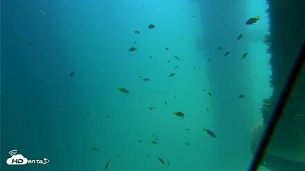 Scripps Pier Underwater Live Webcam - Aug 18, 2026, 1:25pm PDT