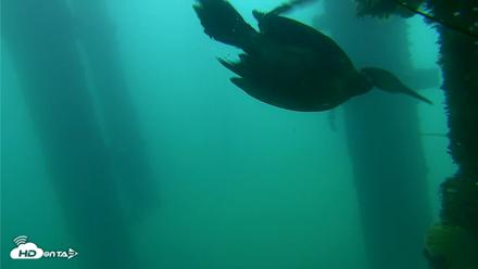 Scripps Pier Underwater Live Webcam - Sep 18, 2026, 7:55am PDT