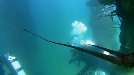 Scripps Pier Underwater Live Webcam - Sep 10, 2025, 3:34pm PDT