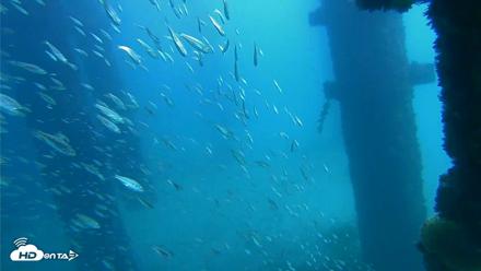 Scripps Pier Underwater Live Webcam - Oct 2, 2026, 1:06pm PDT