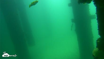 Scripps Pier Underwater Live Webcam - Sep 17, 2026, 11:49am PDT
