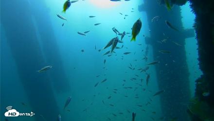 Scripps Pier Underwater Live Webcam - Sep 25, 2026, 9:07am PDT