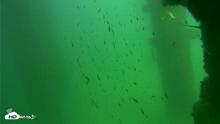 Scripps Pier Underwater Live Webcam - Sep 18, 2026, 2:56pm PDT