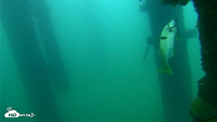 Scripps Pier Underwater Live Webcam - Sep 21, 2026, 8:41am PDT