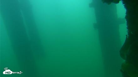 Scripps Pier Underwater Live Webcam - Sep 24, 2026, 8:16am PDT