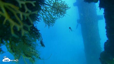 Scripps Pier Underwater Live Webcam - Sep 30, 2026, 5:26pm PDT