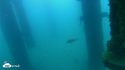 Scripps Pier Underwater Live Webcam - Aug 25, 2026, 7:11am PDT