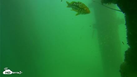 Scripps Pier Underwater Live Webcam - Sep 18, 2026, 2:47pm PDT