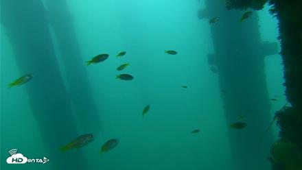 Scripps Pier Underwater Live Webcam - Sep 16, 2026, 7:14am PDT