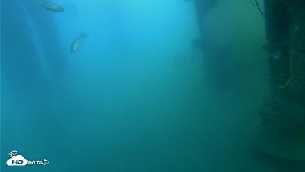 Scripps Pier Underwater Live Webcam - Jul 27, 2026, 8:17am PDT