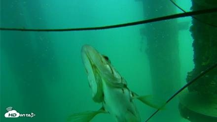 Scripps Pier Underwater Live Webcam - Aug 14, 2026, 2:27pm PDT