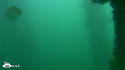 Scripps Pier Underwater Live Webcam - Oct 23, 2026, 1:03pm PDT