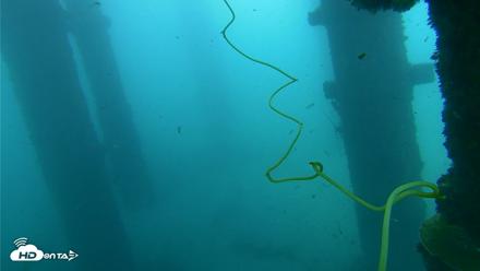 Scripps Pier Underwater Live Webcam - Oct 1, 2026, 11:02am PDT