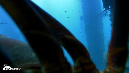 Scripps Pier Underwater Live Webcam - Aug 11, 2026, 6:47am PDT
