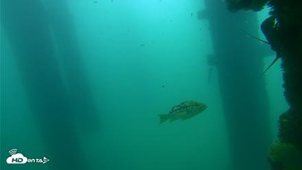 Scripps Pier Underwater Live Webcam - Sep 18, 2026, 10:46am PDT