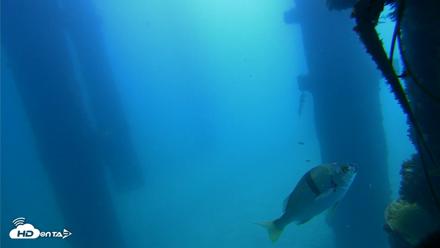 Scripps Pier Underwater Live Webcam - Sep 21, 2026, 11:17am PDT