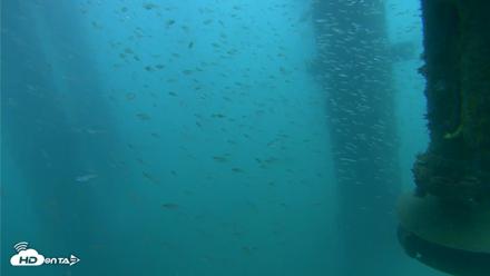 Scripps Pier Underwater Live Webcam - Aug 3, 2026, 8:51am PDT