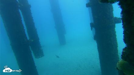 Scripps Pier Underwater Live Webcam - Oct 7, 2026, 1:07pm PDT