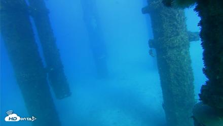 Scripps Pier Underwater Live Webcam - Oct 19, 2026, 4:28pm PDT