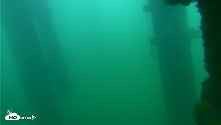 Scripps Pier Underwater Live Webcam - Sep 24, 2026, 8:20am PDT