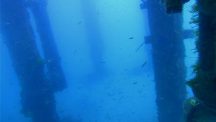 Scripps Pier Underwater Live Webcam - Apr 1, 2026, 8:09am PDT