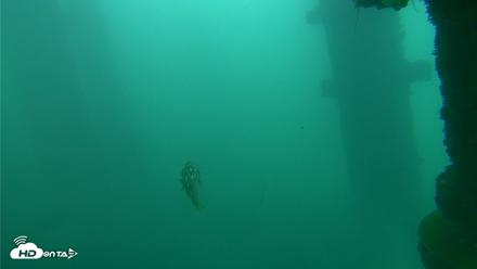 Scripps Pier Underwater Live Webcam - Oct 11, 2026, 11:59am PDT