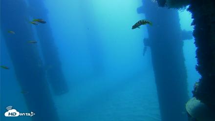 Scripps Pier Underwater Live Webcam - Oct 21, 2026, 10:40am PDT