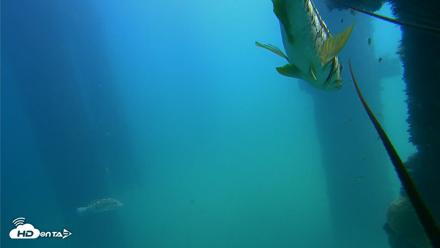 Scripps Pier Underwater Live Webcam - Sep 22, 2026, 1:02pm PDT