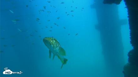 Scripps Pier Underwater Live Webcam - Sep 15, 2026, 1:24pm PDT