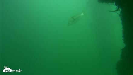 Scripps Pier Underwater Live Webcam - Sep 29, 2026, 1:50pm PDT
