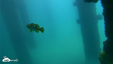 Scripps Pier Underwater Live Webcam - Sep 23, 2026, 12:42pm PDT