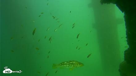 Scripps Pier Underwater Live Webcam - Sep 18, 2026, 2:46pm PDT