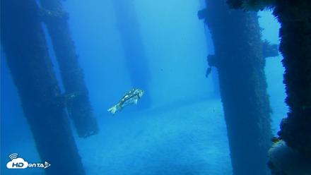 Scripps Pier Underwater Live Webcam - Oct 19, 2026, 12:57pm PDT
