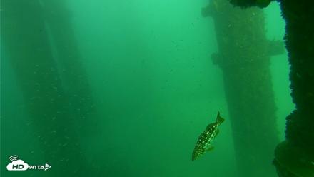Scripps Pier Underwater Live Webcam - Oct 1, 2026, 3:54pm PDT