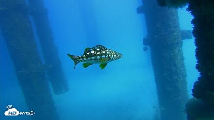 Scripps Pier Underwater Live Webcam - Oct 20, 2026, 1:51pm PDT