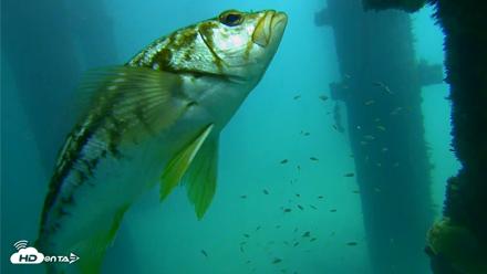 Scripps Pier Underwater Live Webcam - Sep 23, 2026, 12:21pm PDT