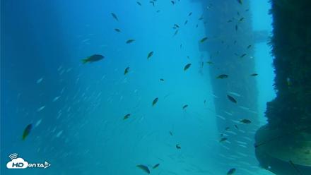 Scripps Pier Underwater Live Webcam - Aug 25, 2026, 3:10pm PDT