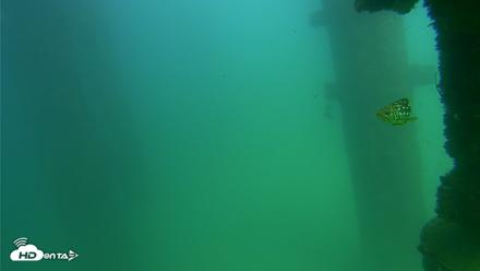 Scripps Pier Underwater Live Webcam - Sep 18, 2026, 3:17pm PDT